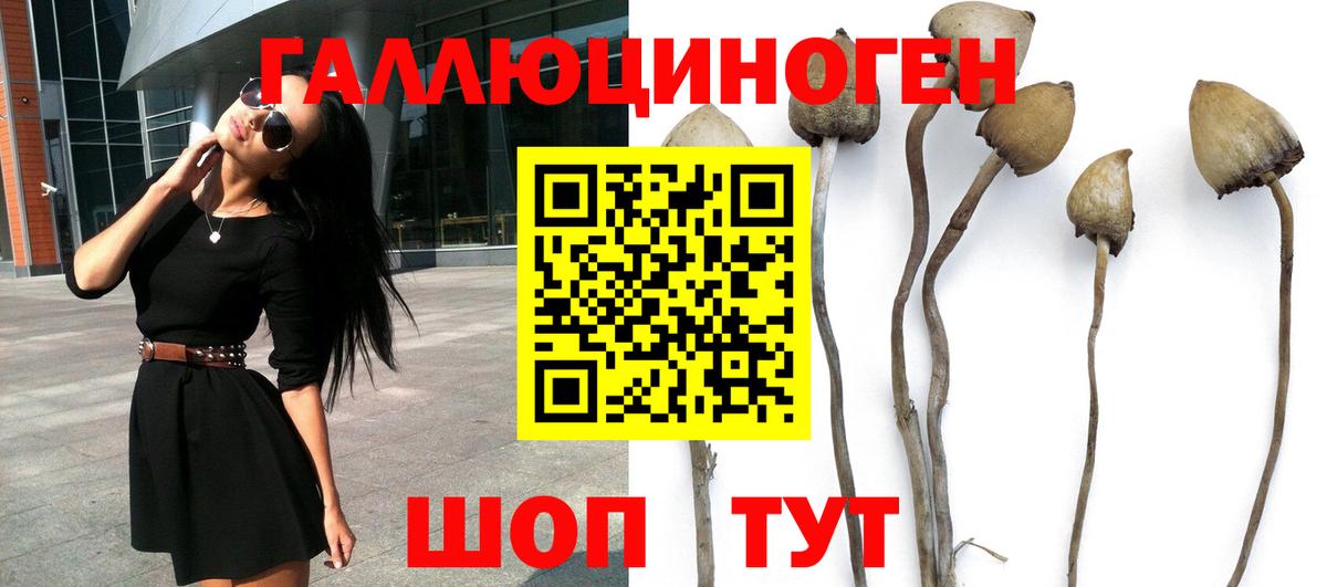 Псилоцибиновые грибы Psilocybe Туймазы